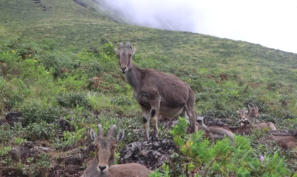 Nilgiri Tahr walking freely inside Eravikulam National Park in Munnar