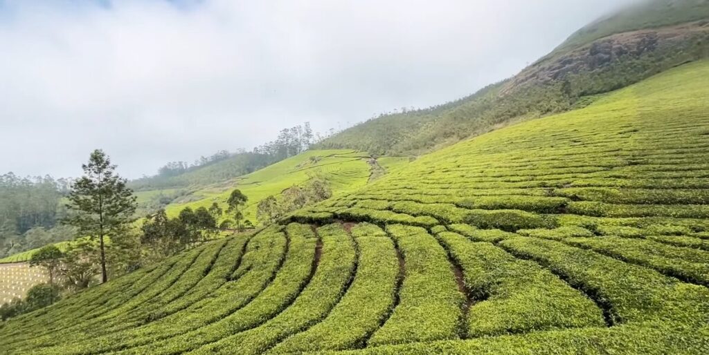 Misty tea gardens covering the hills of Munnar in the early morning light