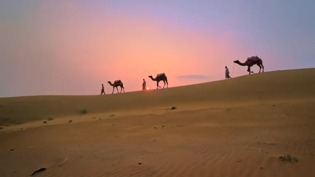 Camel safari at sunset in the Thar Desert near Jaisalmer